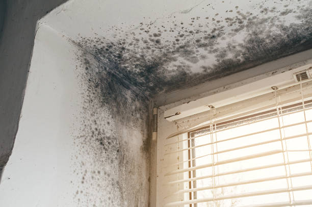 Trusted Attic Mold Removal service in Mundelein, IL - Cheap Mold Removal